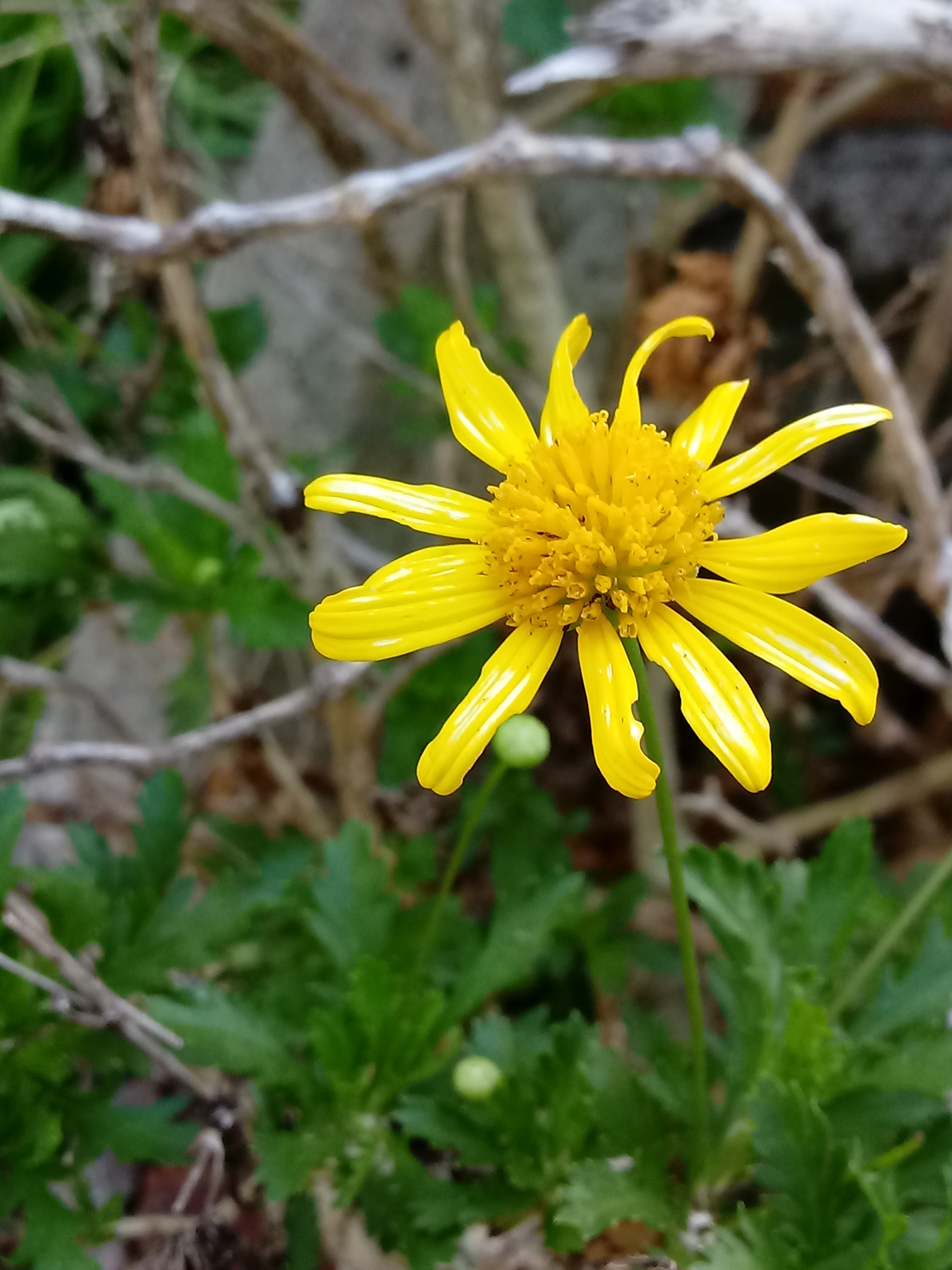 LG K10 (2017) sample photo