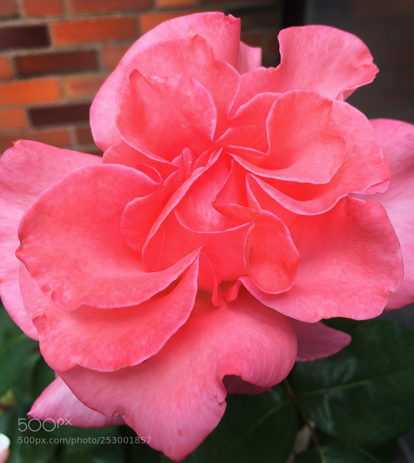 Apple iPhone 5s sample photo. Pink rose photography