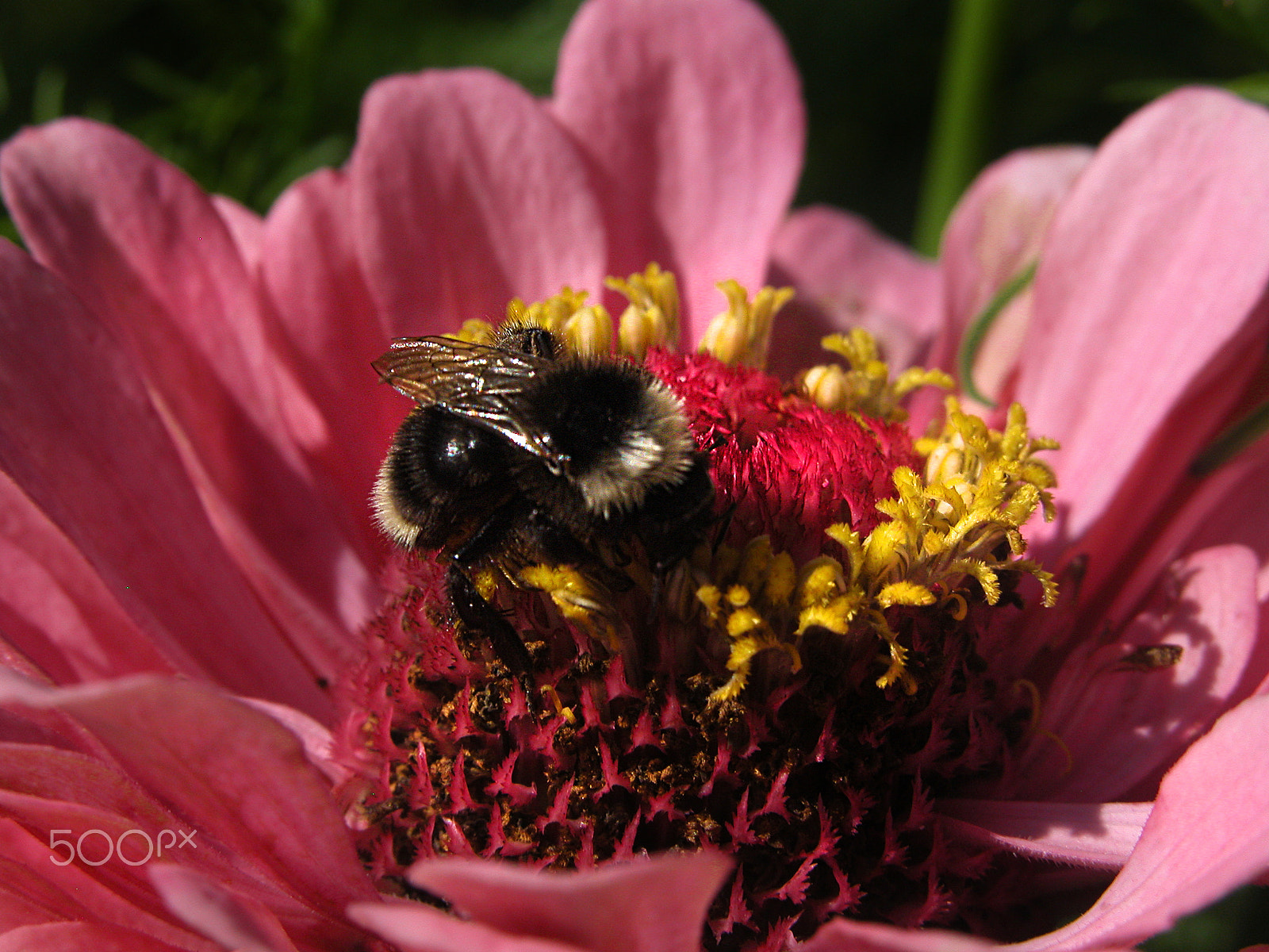 Nikon E5700 sample photo. Pink zinnia bee photography