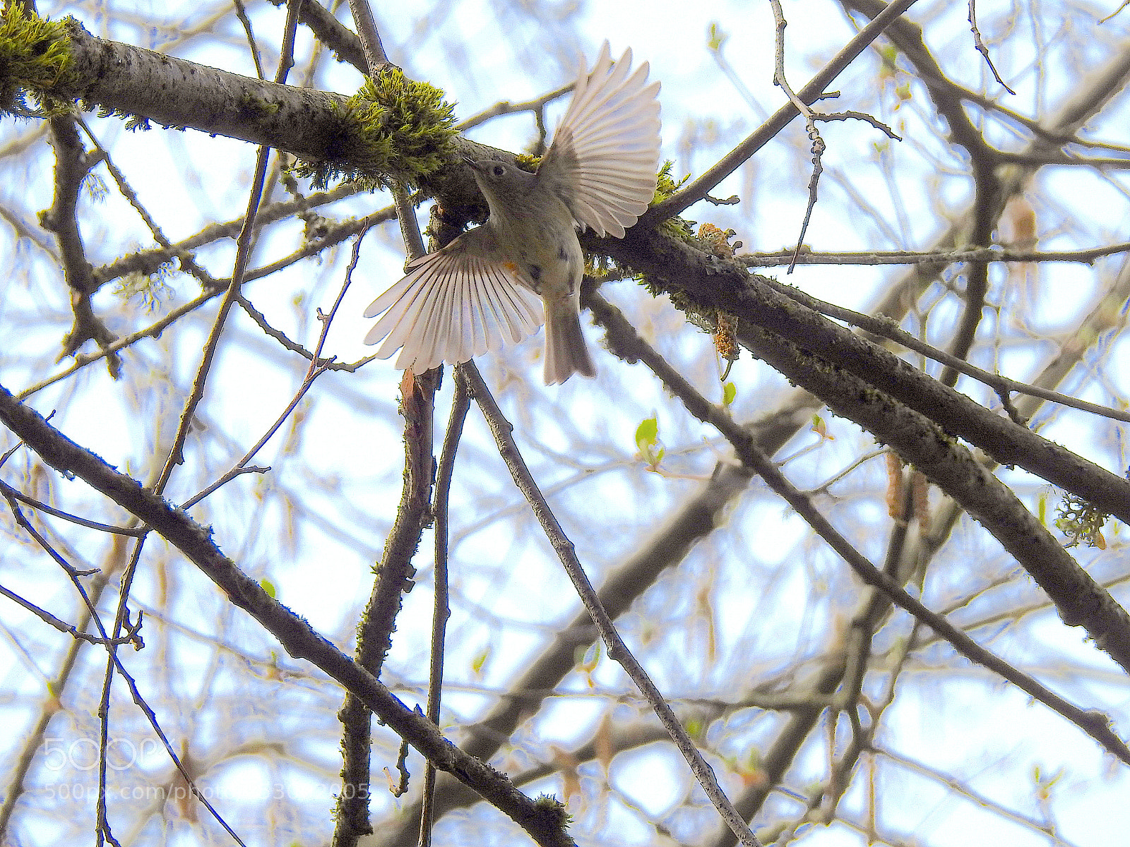 Nikon Coolpix P900 sample photo. Ruby-crowned kinglet photography
