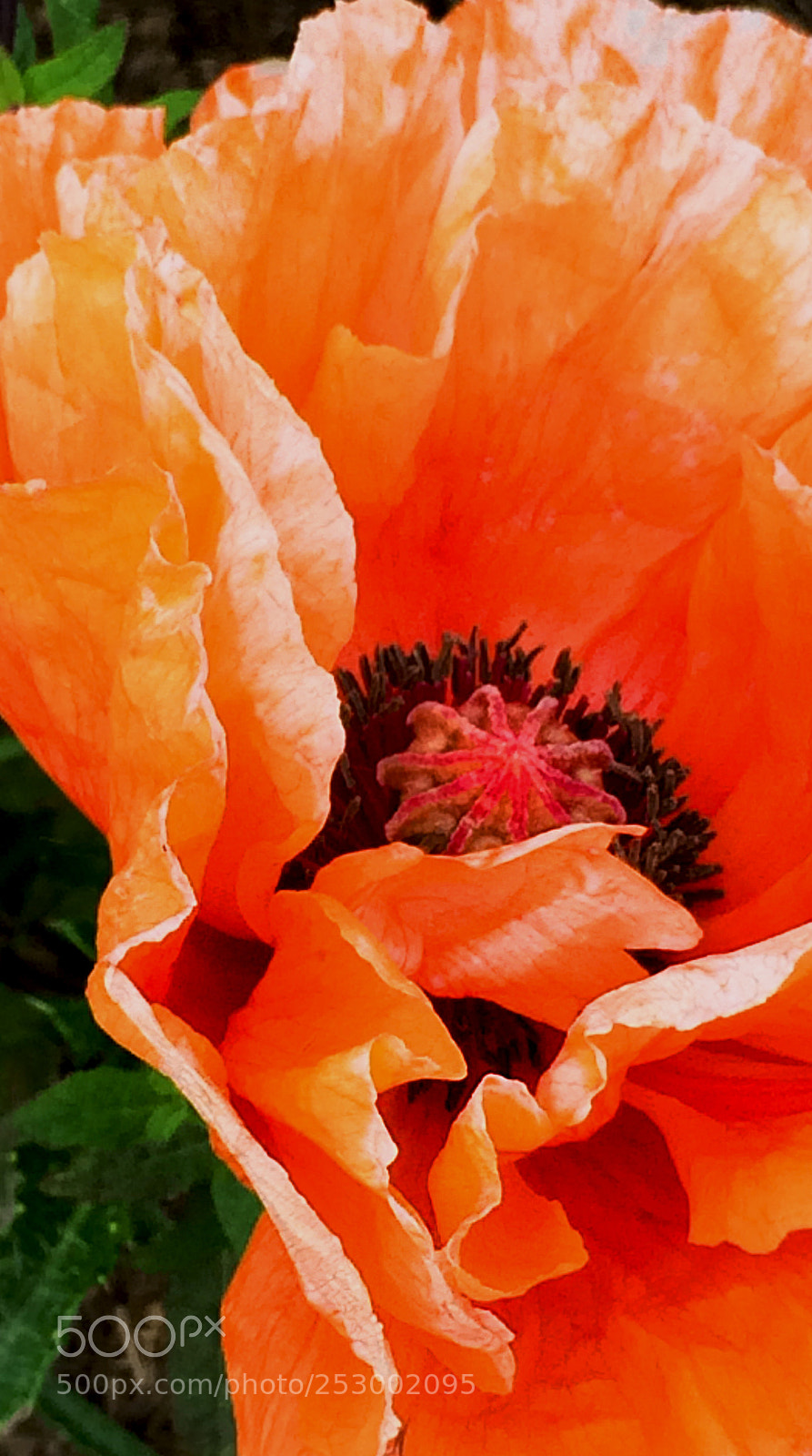Apple iPhone 5s sample photo. Orange poppy photography