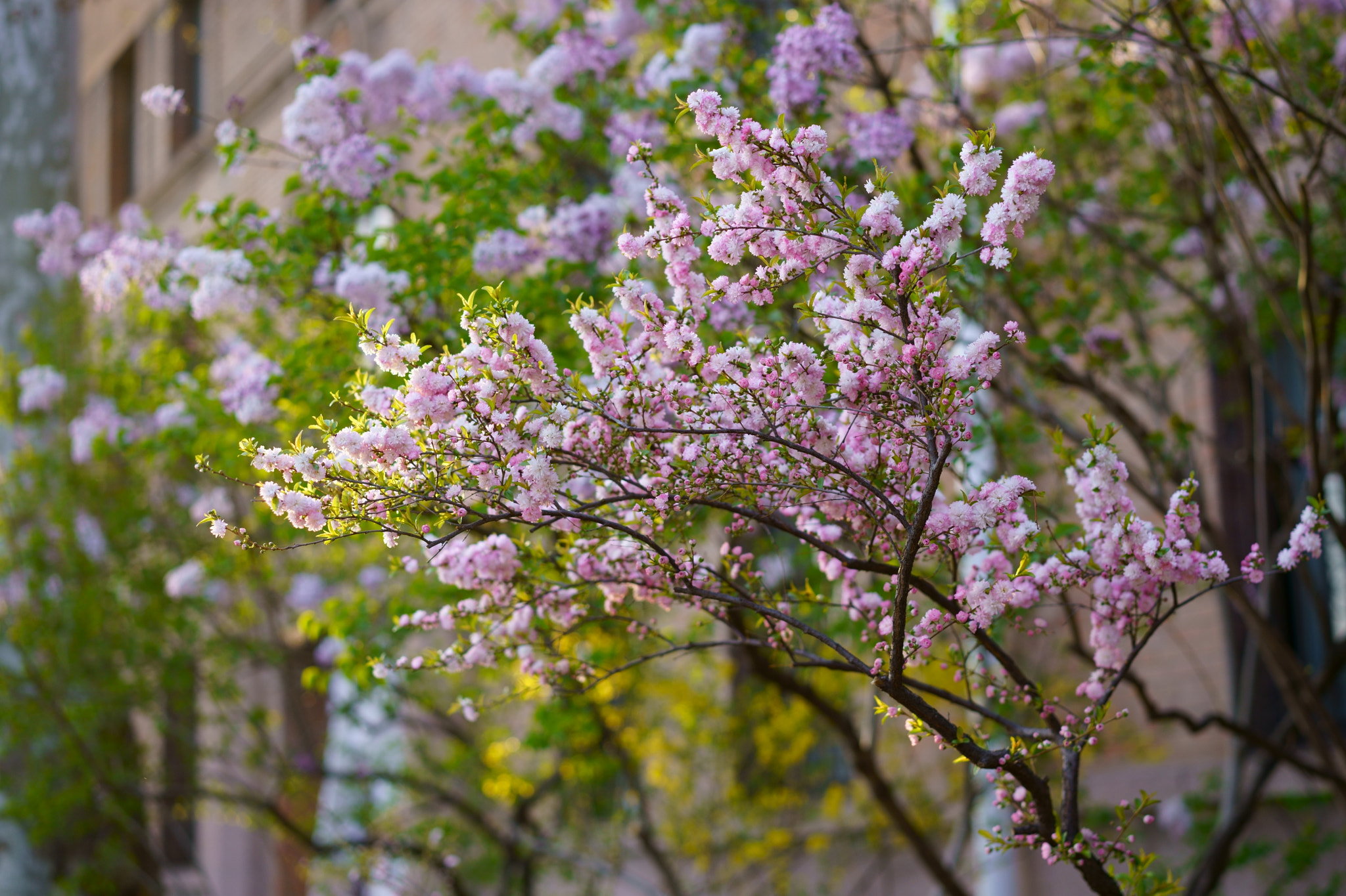 Sony a7R III + Sony Sonnar T* FE 55mm F1.8 ZA sample photo. Cherry blossom photography