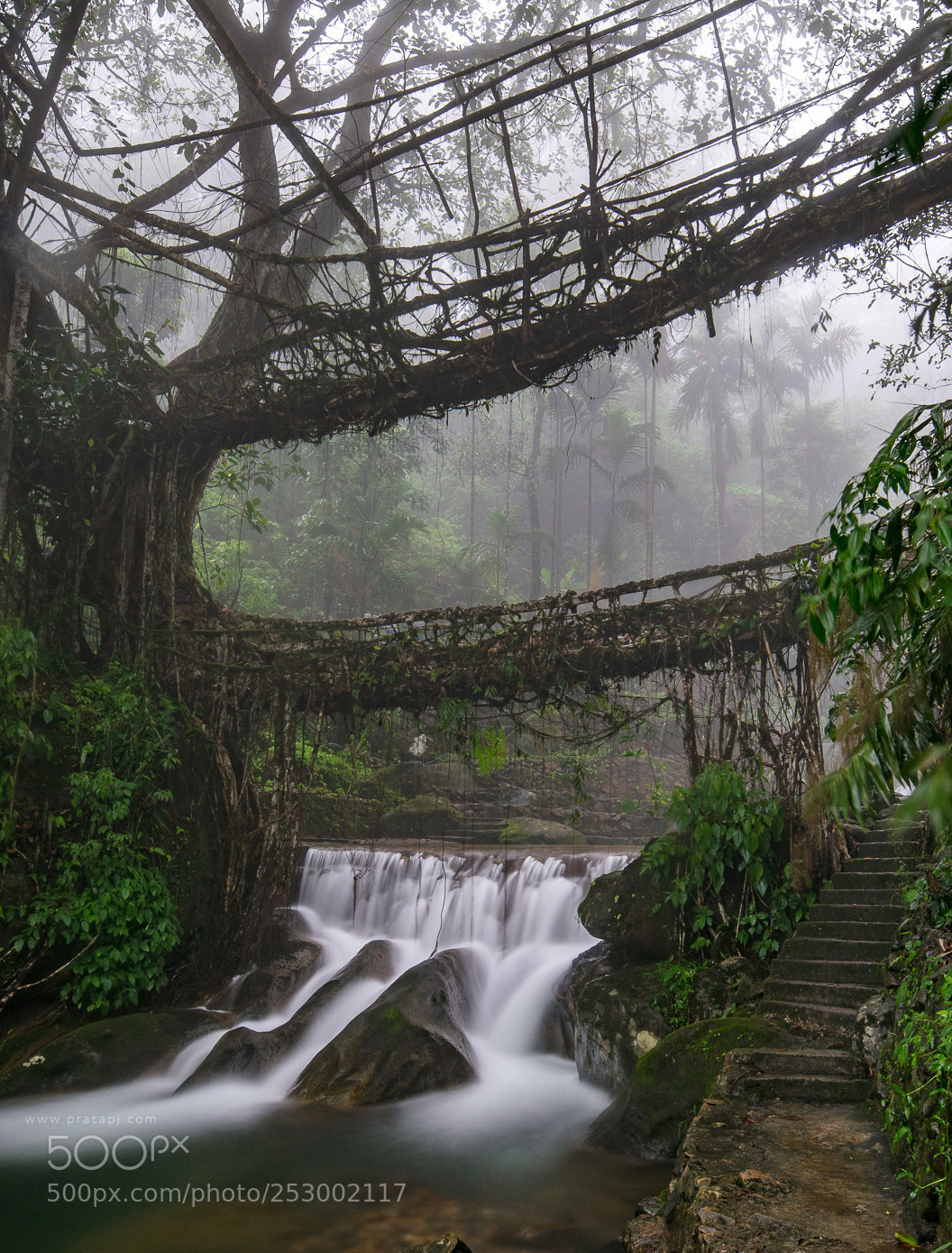 Sony a7R II sample photo. Double decker living root photography