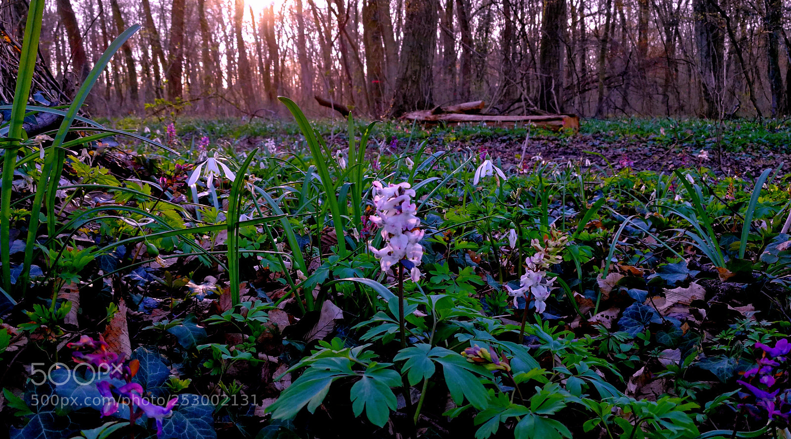 HUAWEI Mate 9 sample photo. Spring wildflowers by sunset photography