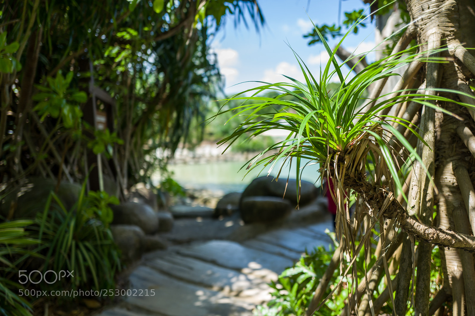 Leica Q (Typ 116) sample photo. Bridge at sentosa beach photography