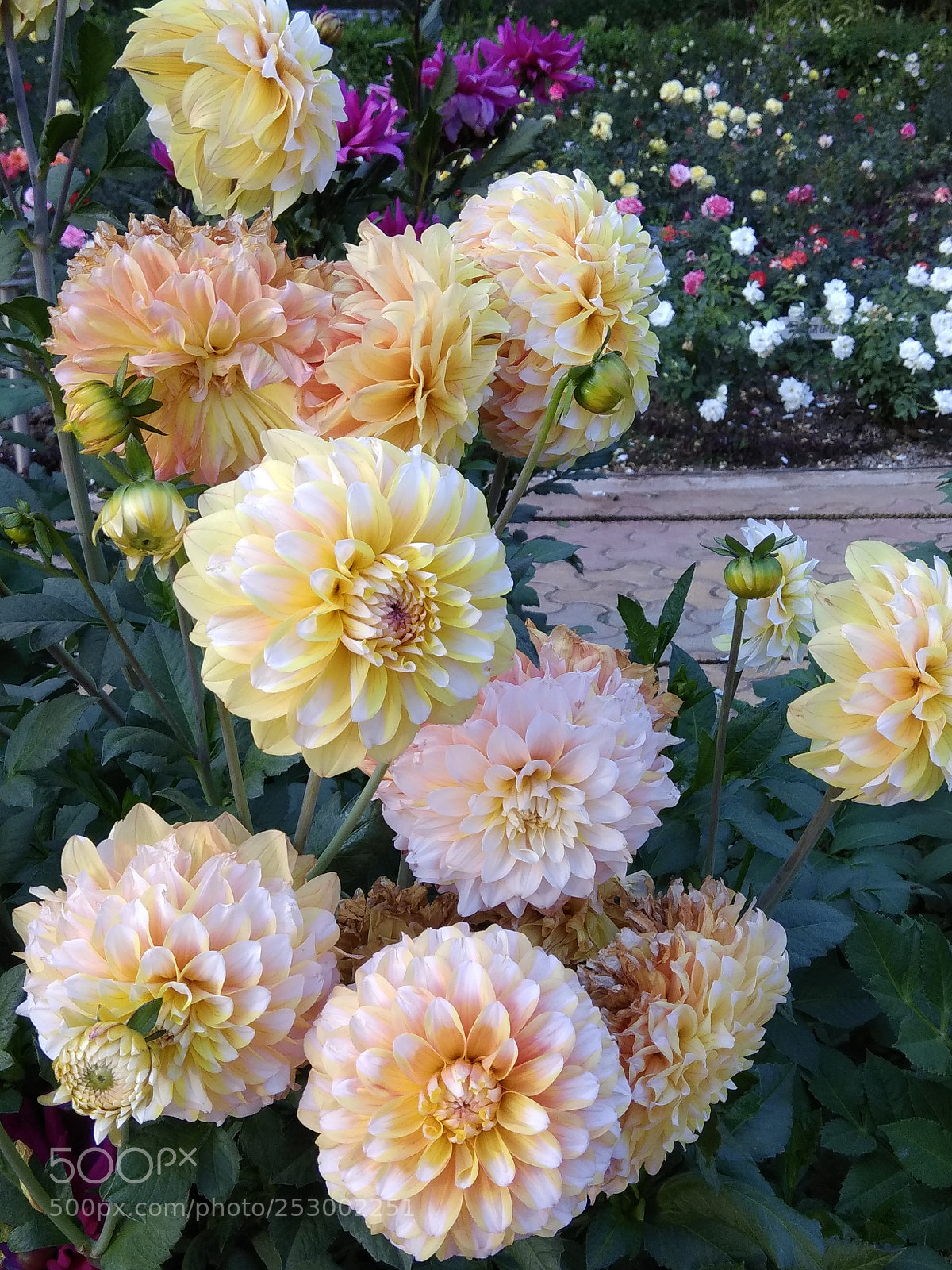 Xiaomi Redmi Note 4 sample photo. Untitled photography