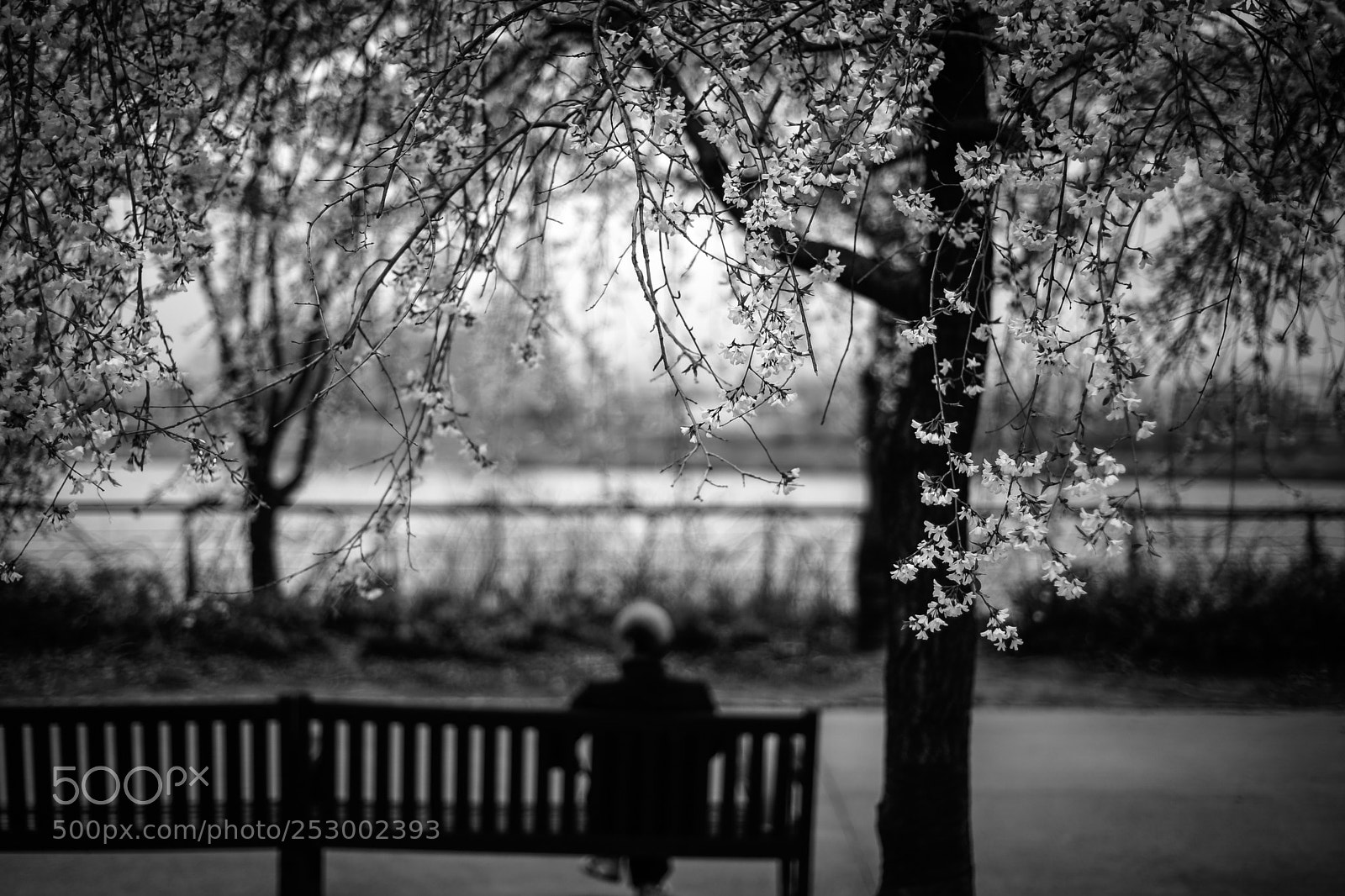 Nikon D700 sample photo. Dream of spring photography