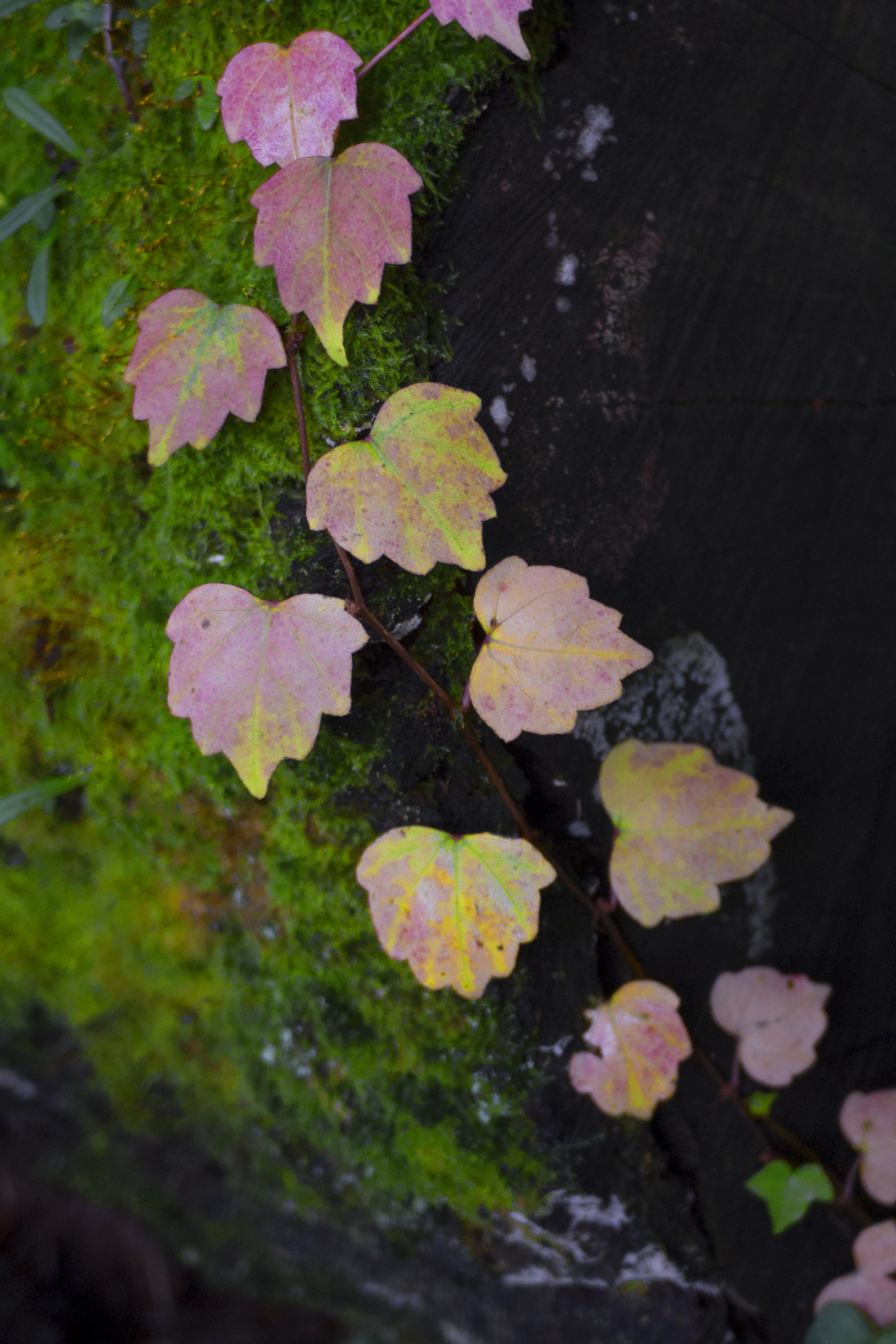 Panasonic Lumix DMC-GF3 sample photo. Autumn photography