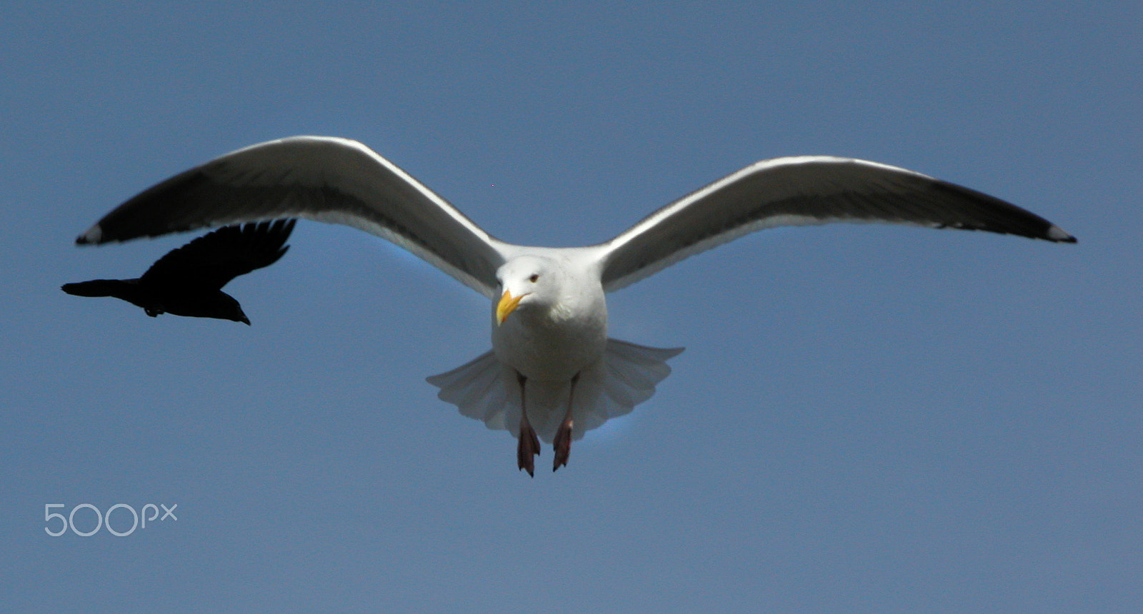 Nikon E5700 sample photo. Seagull & crow photography