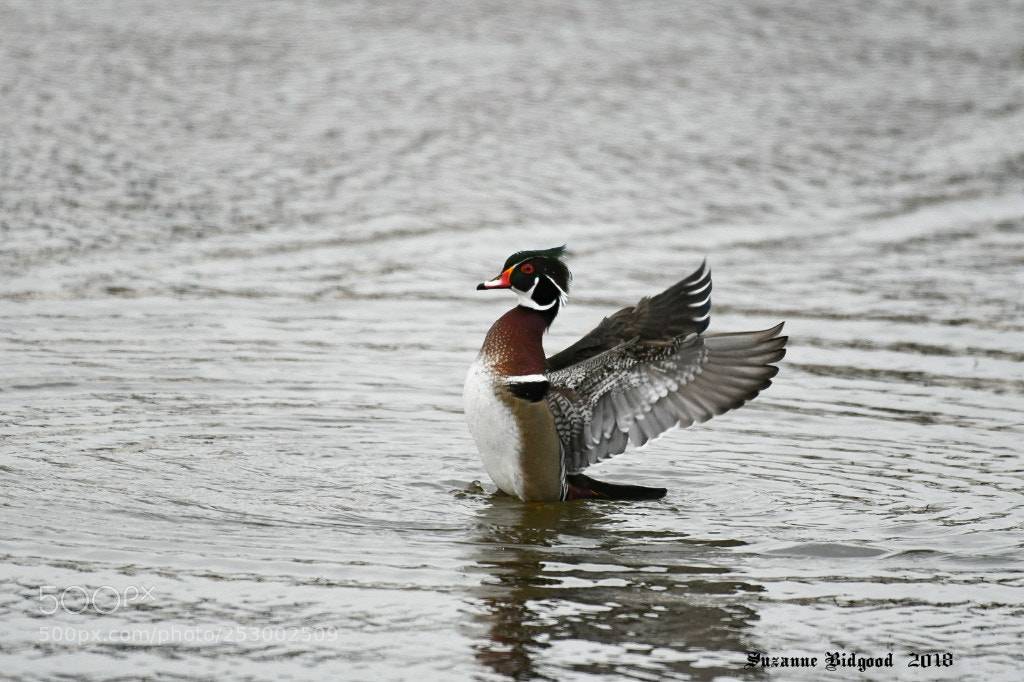 Nikon D500 sample photo. Male wood duck. photography