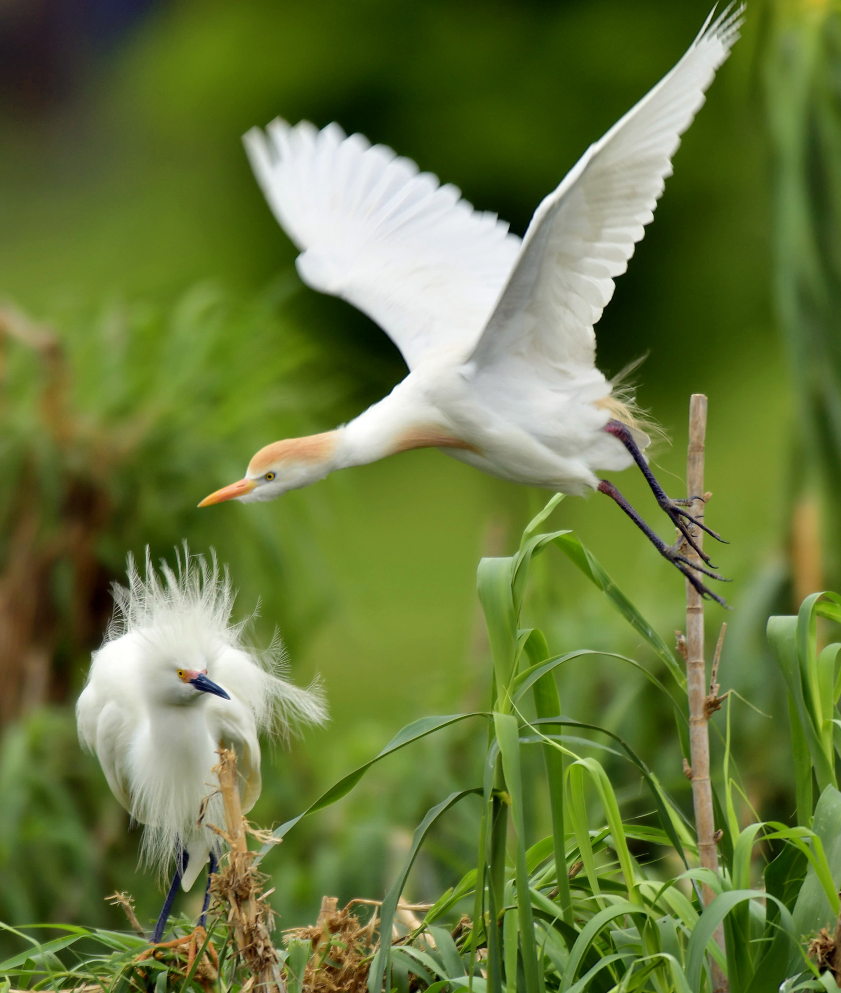 Nikon AF-S Nikkor 400mm F2.8D ED-IF II sample photo. Unexpected departure photography