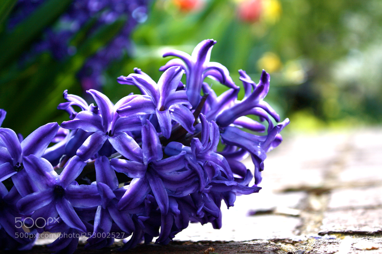 Canon EOS 1000D (EOS Digital Rebel XS / EOS Kiss F) sample photo. Spring flowers falling forward photography