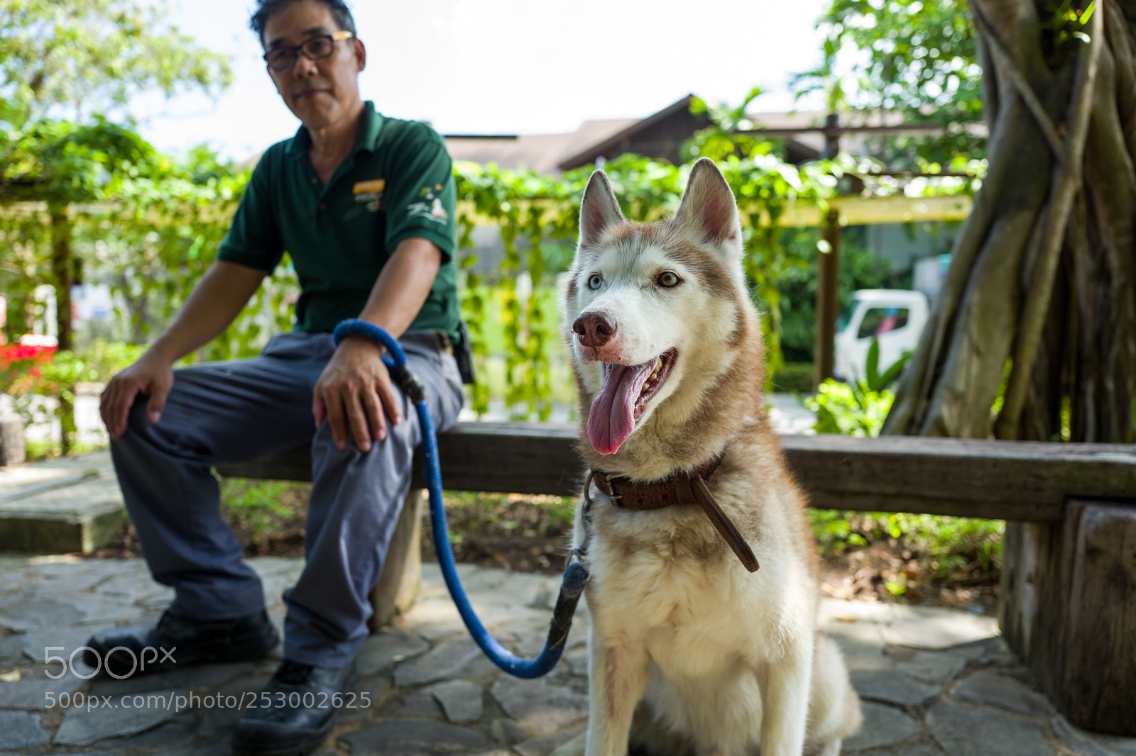 Leica Q (Typ 116) sample photo. A husky on sentosa photography
