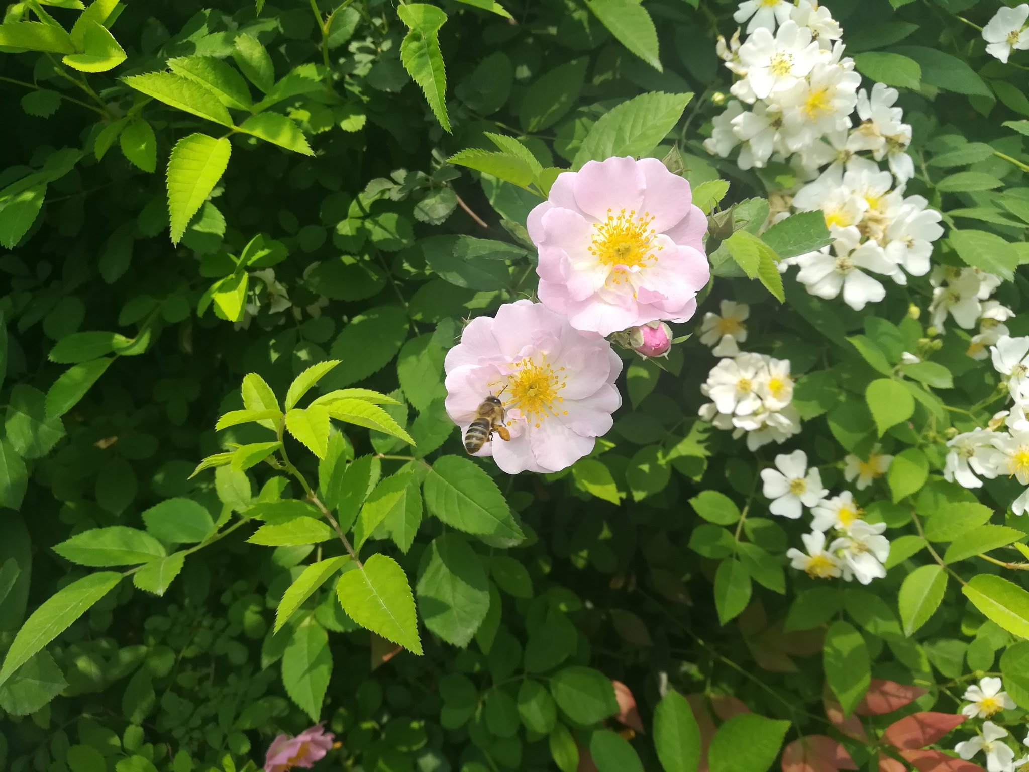 HUAWEI c??Eu?s 6X sample photo
