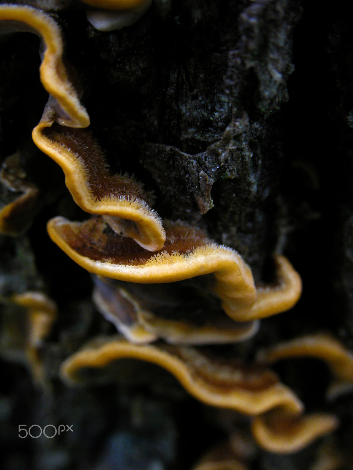 Nikon E5700 sample photo. Tree fungus yellow photography