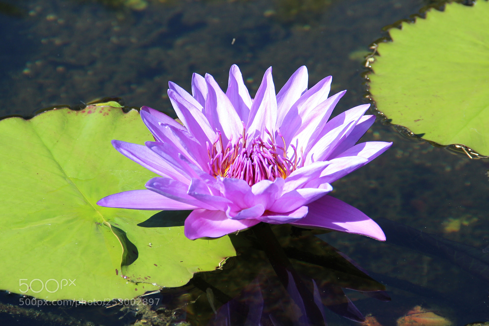 Canon EOS 600D (Rebel EOS T3i / EOS Kiss X5) sample photo. Waterlily photography
