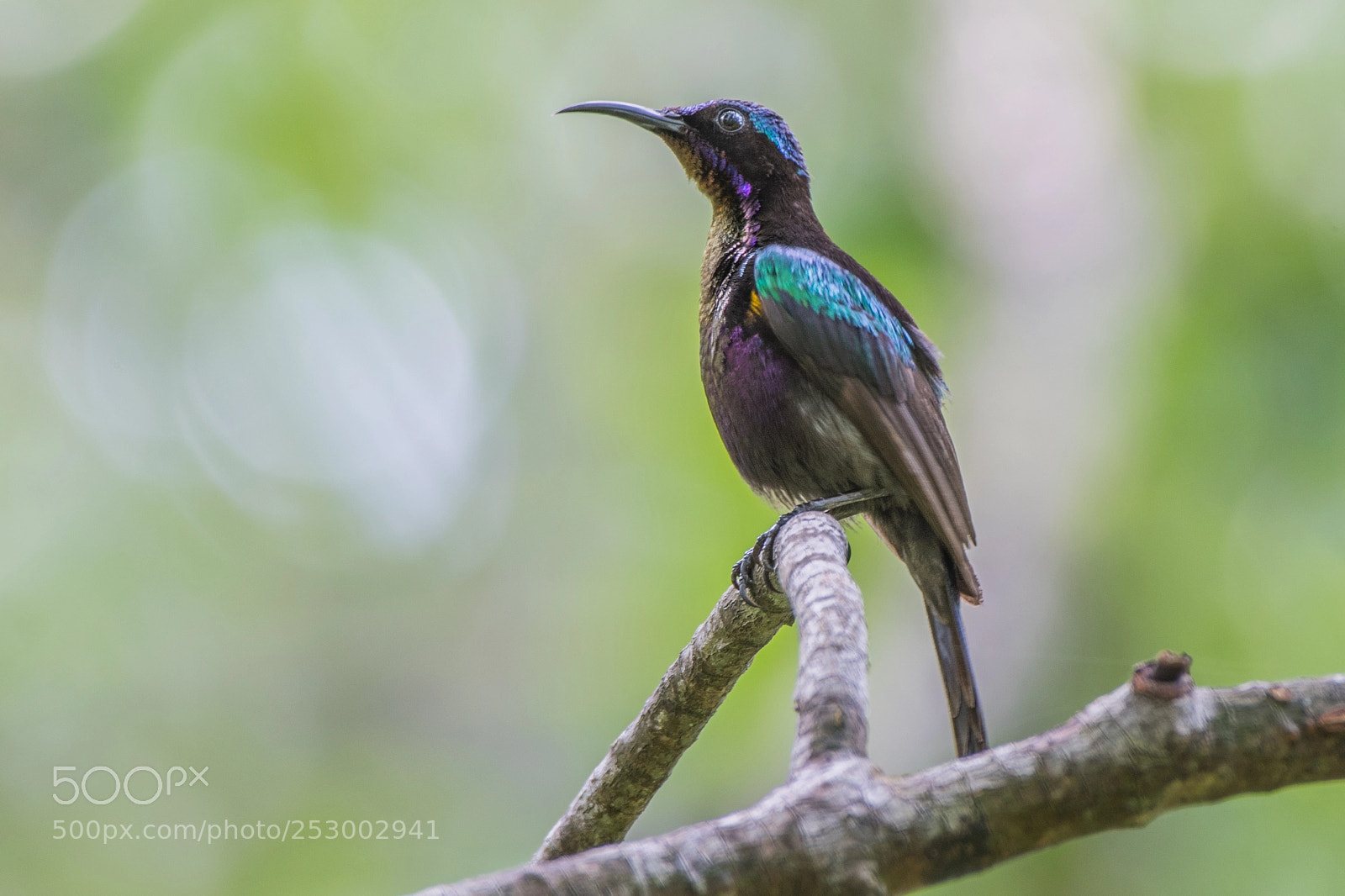 Nikon D500 sample photo. Copper throated sunbird 铜喉花蜜鸟 photography