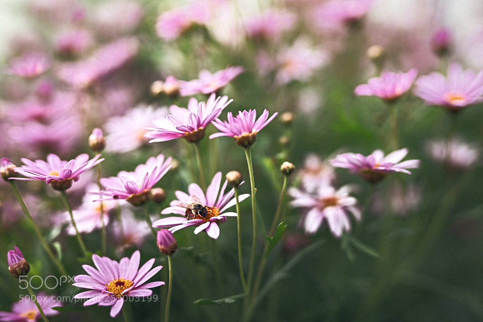 Sony a7R III sample photo. Spring field photography