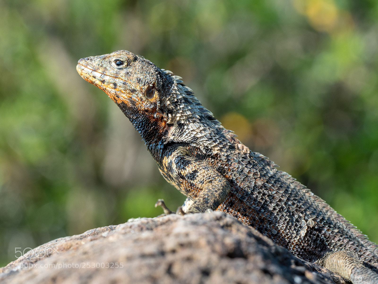 Olympus OM-D E-M5 II sample photo. Lava lizard photography