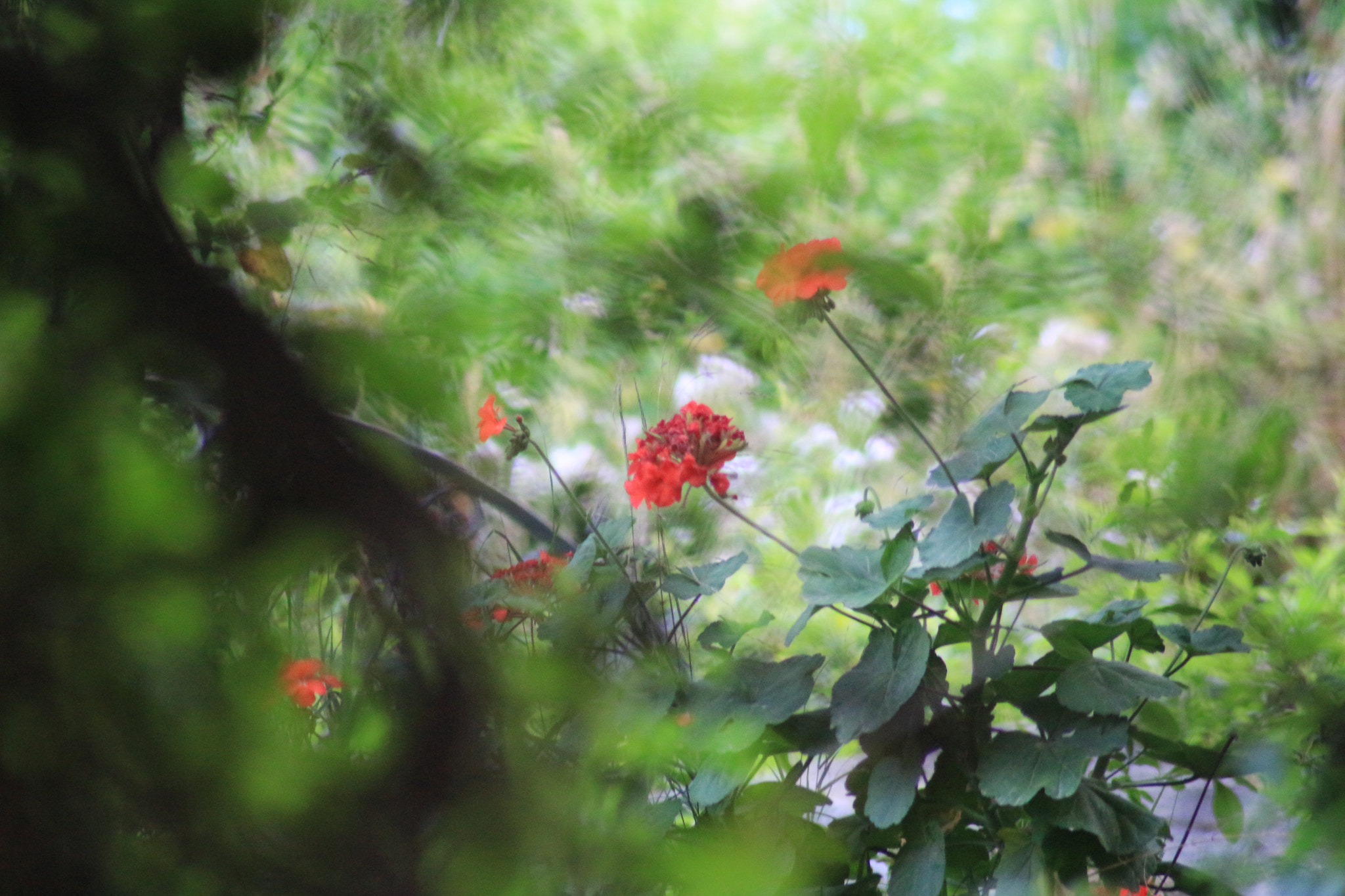 Canon EOS 700D (EOS Rebel T5i / EOS Kiss X7i) sample photo. Red photography