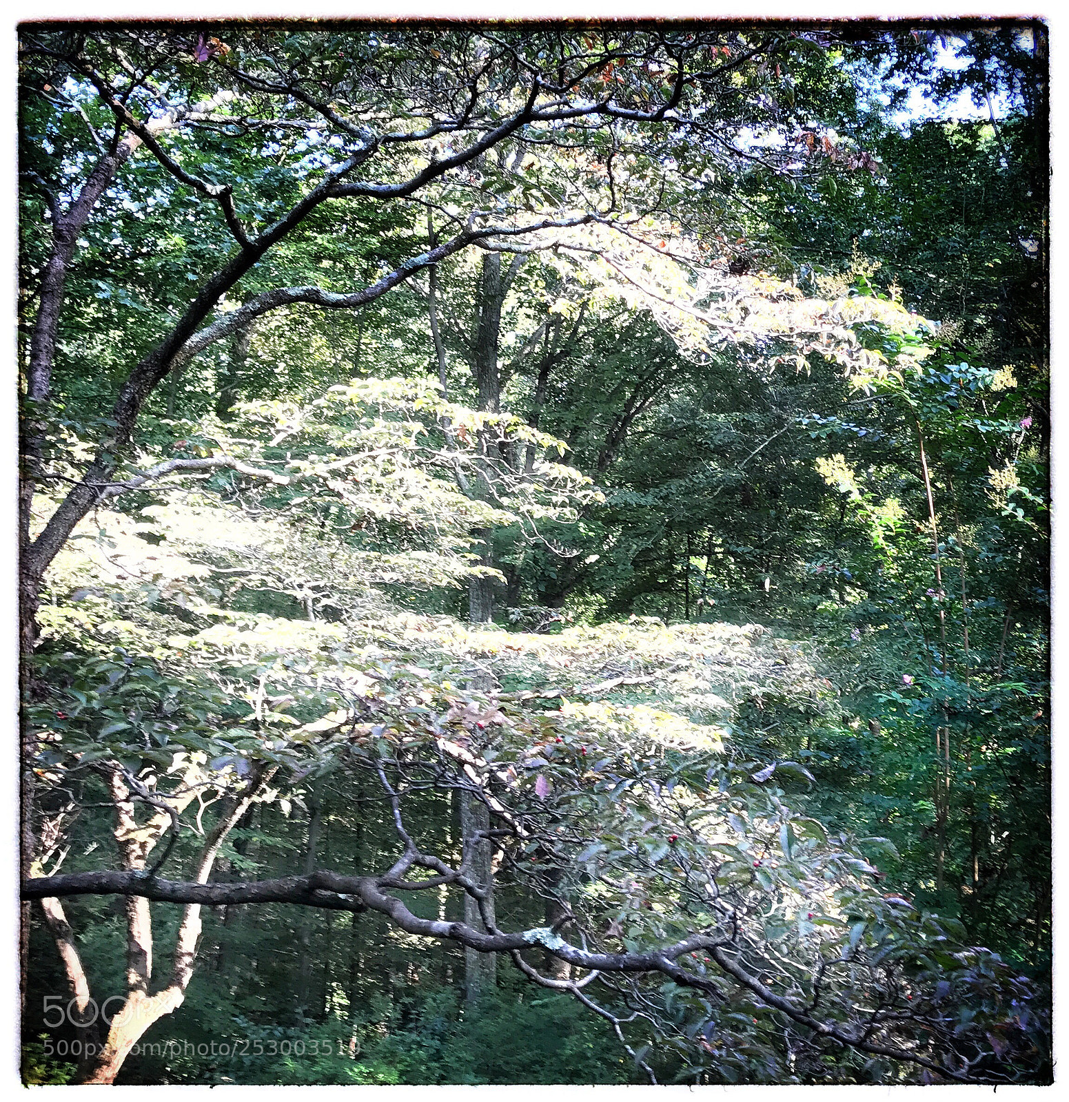 Apple iPhone 7 Plus sample photo. Sunlight in the woods  photography