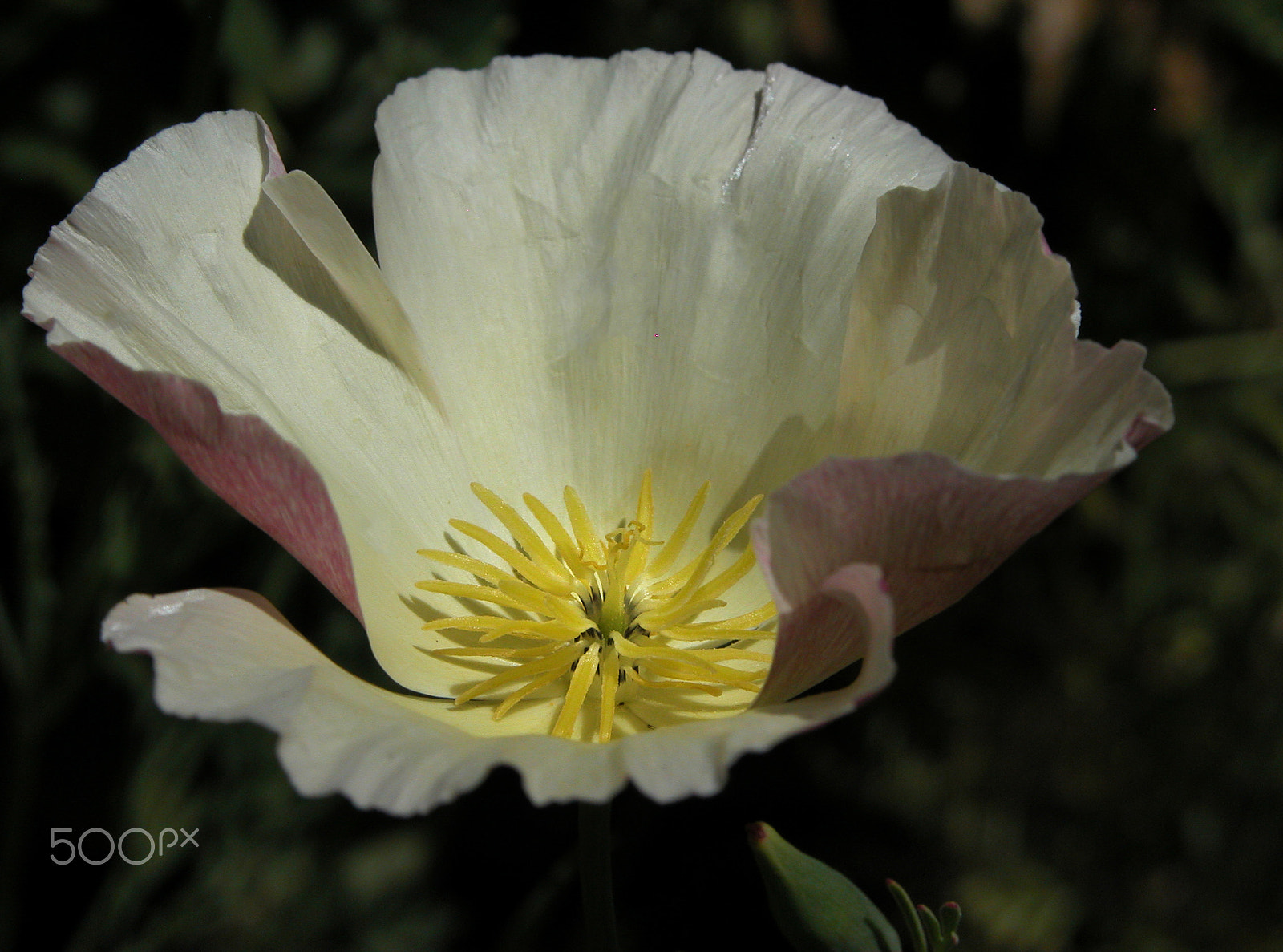 Nikon E5700 sample photo. White poppy photography