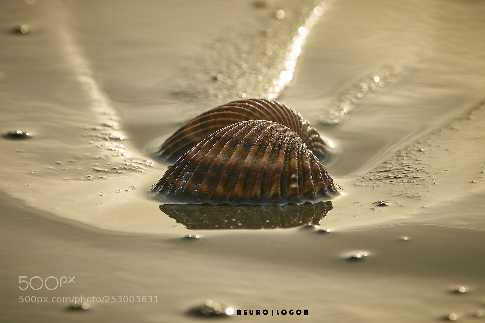 Sony a7R II sample photo. Shells at sunrise photography