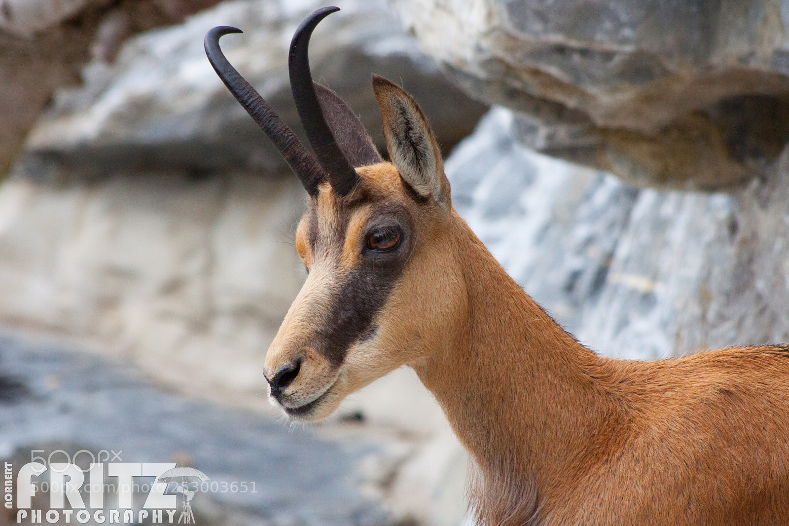 Canon EOS 50D sample photo. G mse im alpenzoo photography