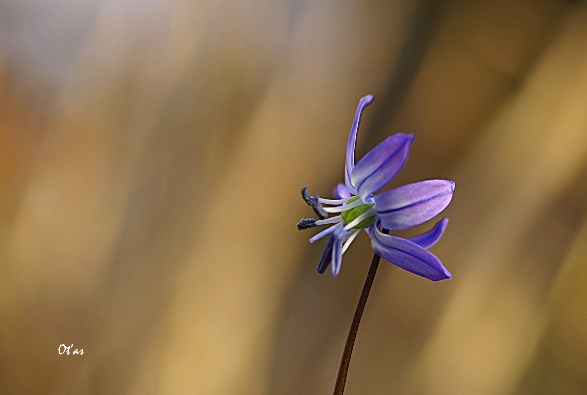 Pentax K-1 sample photo. Flower photography