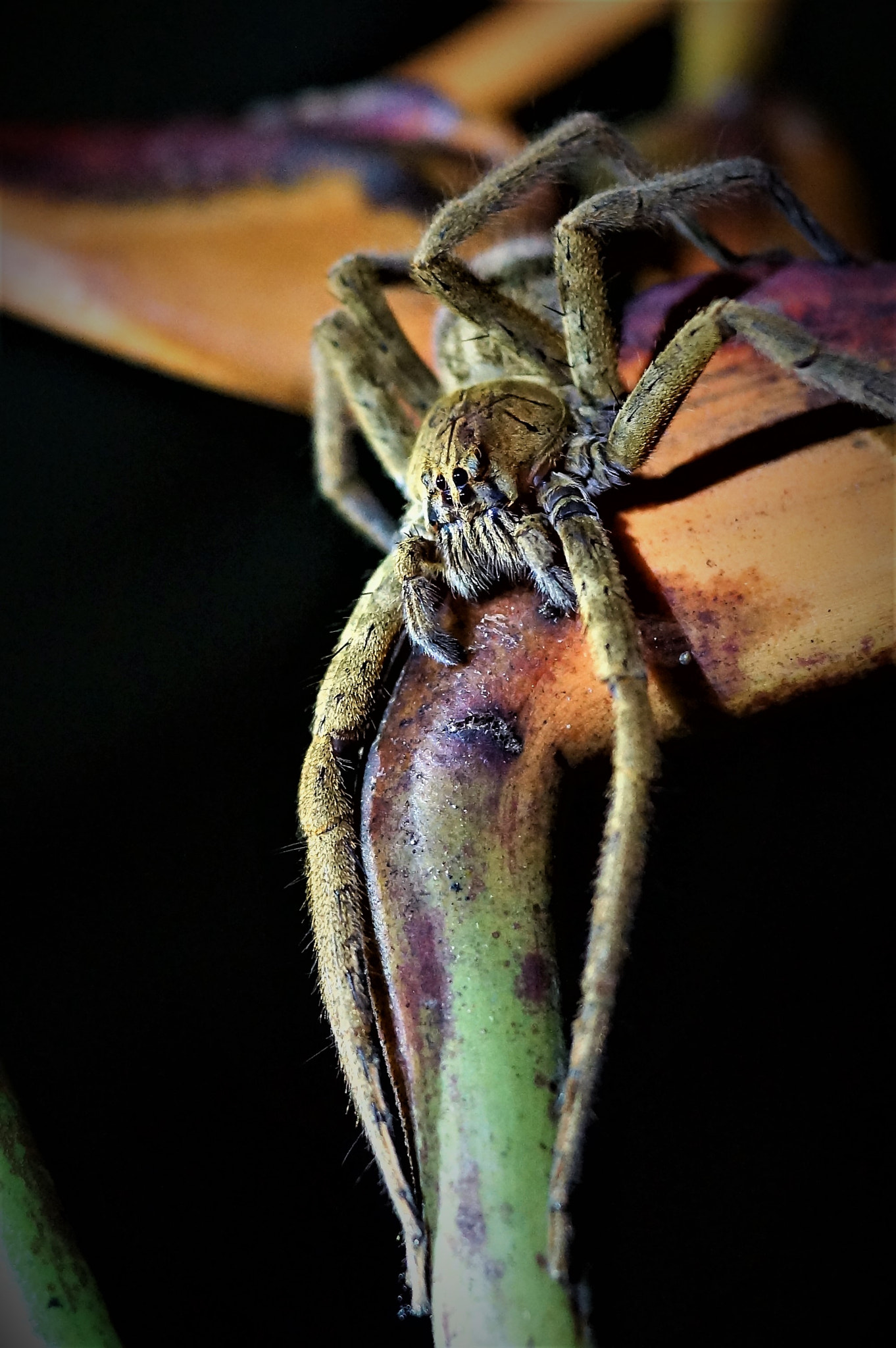 Sony SLT-A65 (SLT-A65V) + Sony DT 35mm F1.8 SAM sample photo. Banana spider photography