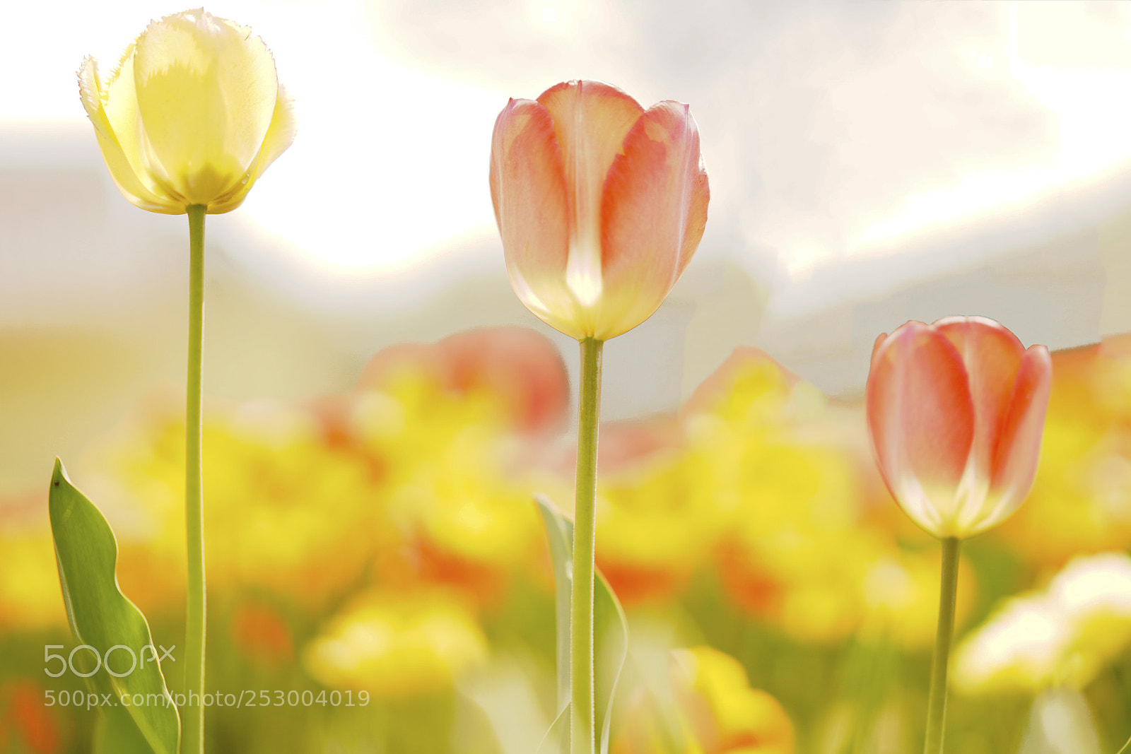 Sony a7R III sample photo. Tulip photography