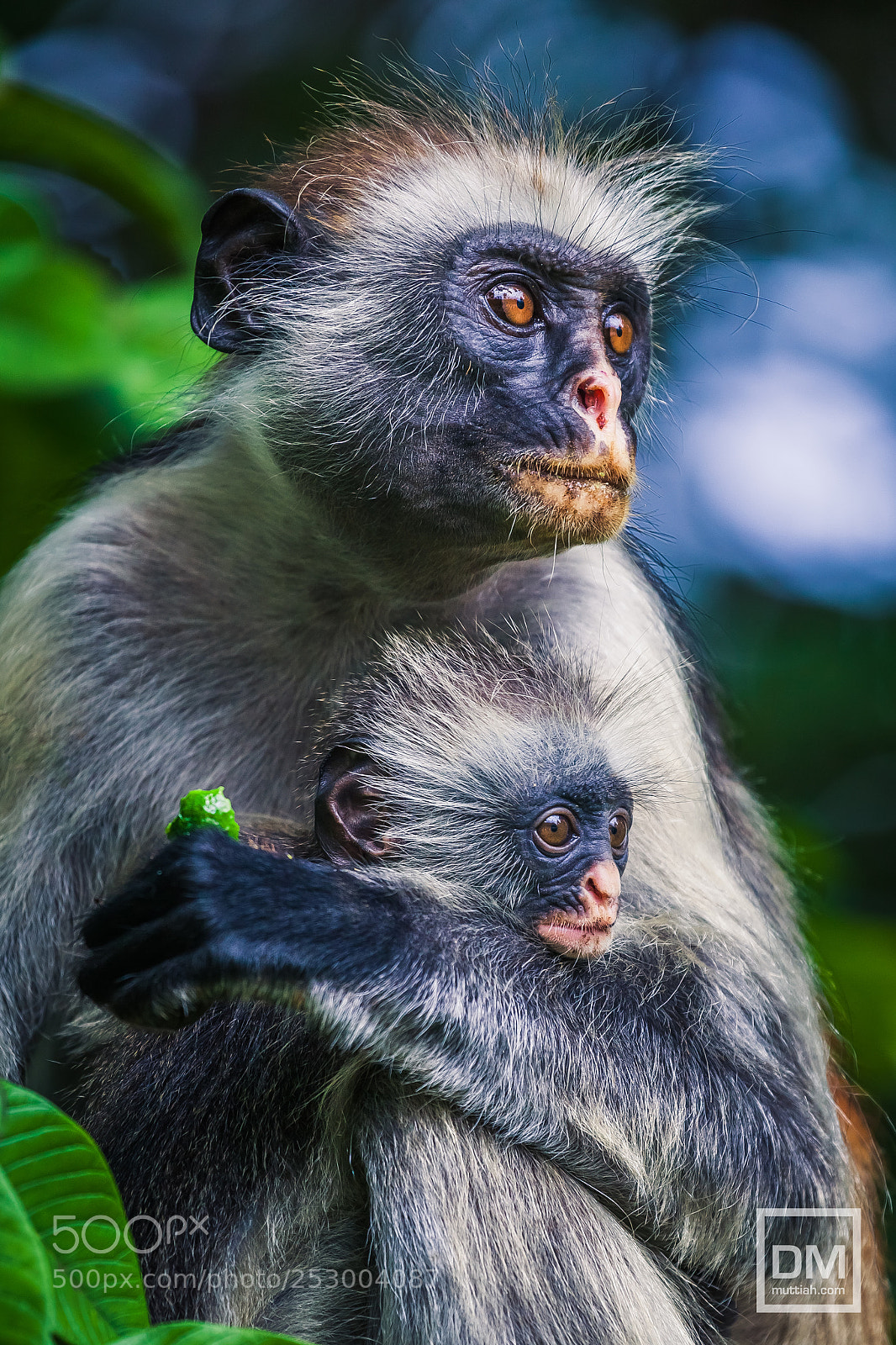 Canon EOS 5D Mark II sample photo. Red colobus monkey photography