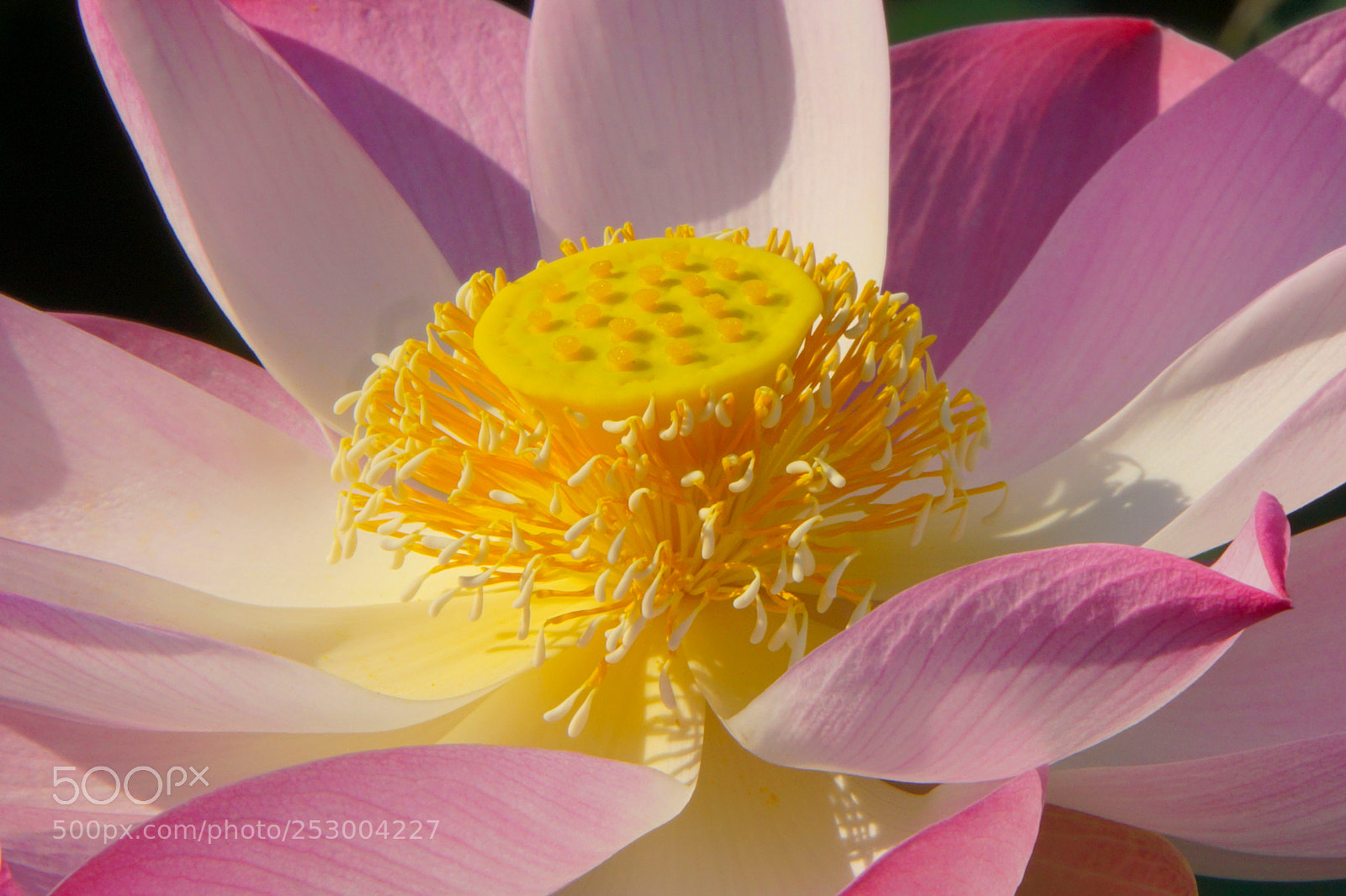 Sony a6000 sample photo. Lotus flower photography