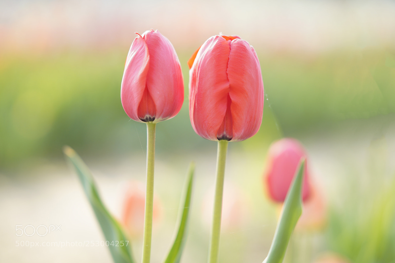 Sony a7R III sample photo. Tulip sister  photography