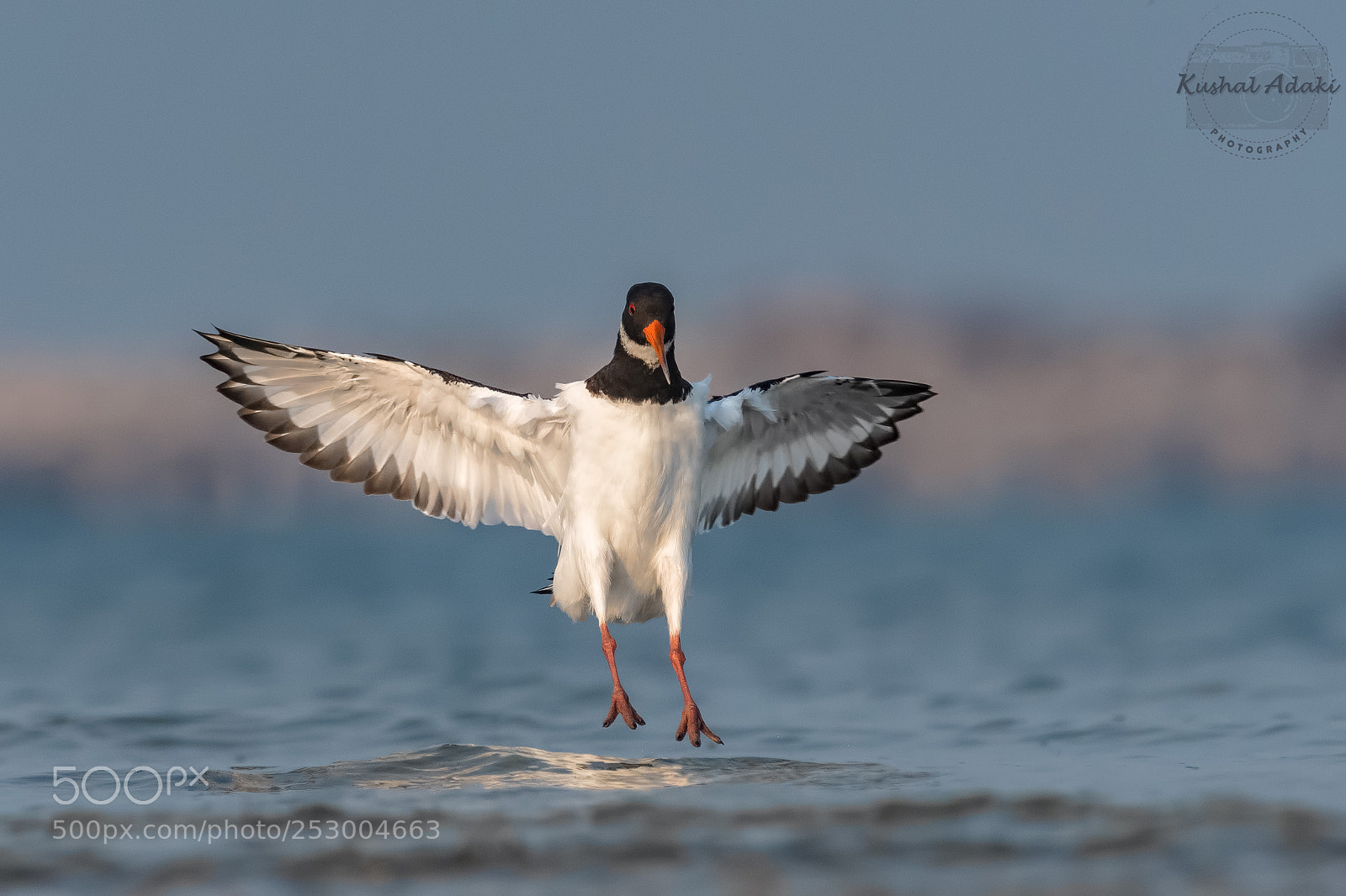 Nikon D500 sample photo. Eurasian oystercatcher(landing) photography