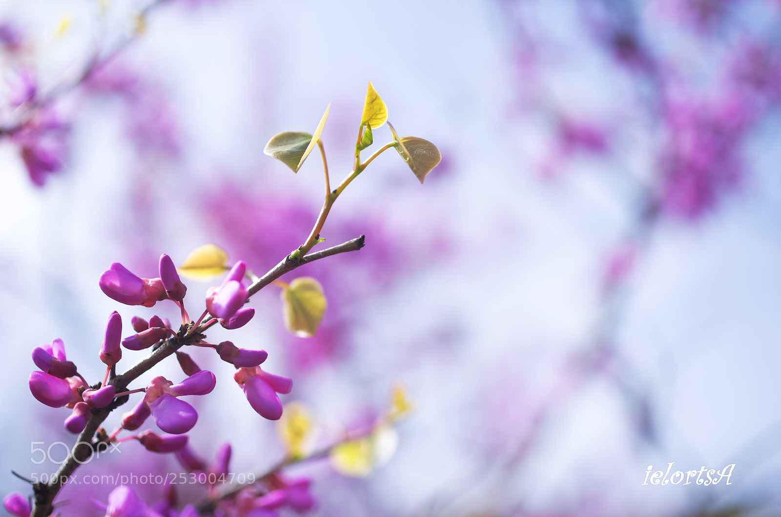 Pentax K-5 sample photo. Flower photography