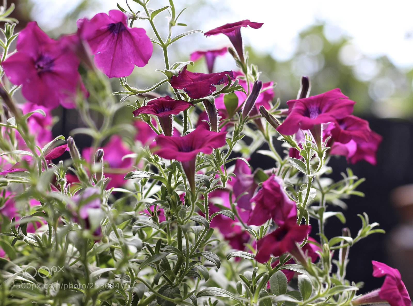 Canon EOS 700D (EOS Rebel T5i / EOS Kiss X7i) sample photo. Petunia's photography