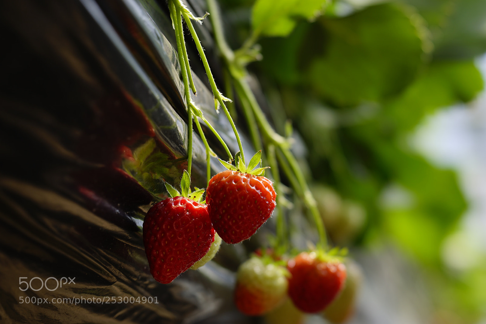 Sony a7 II sample photo. 丰收 photography