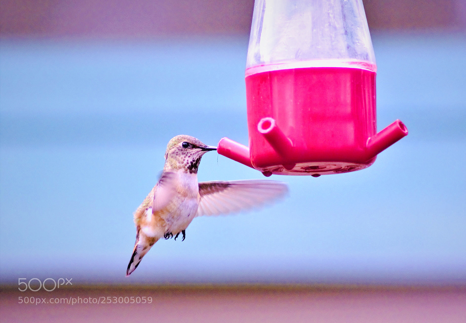 Canon EOS 60D sample photo. Hummingbird -- 蜂鸟 photography