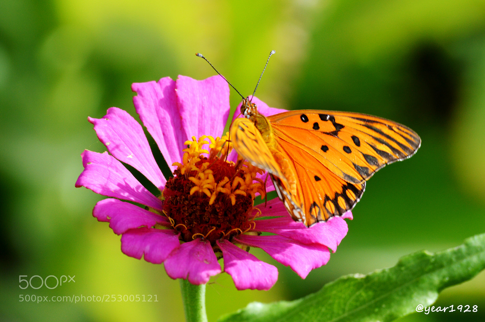 Nikon D3200 sample photo. Natureza borboleta butterfly flores photography
