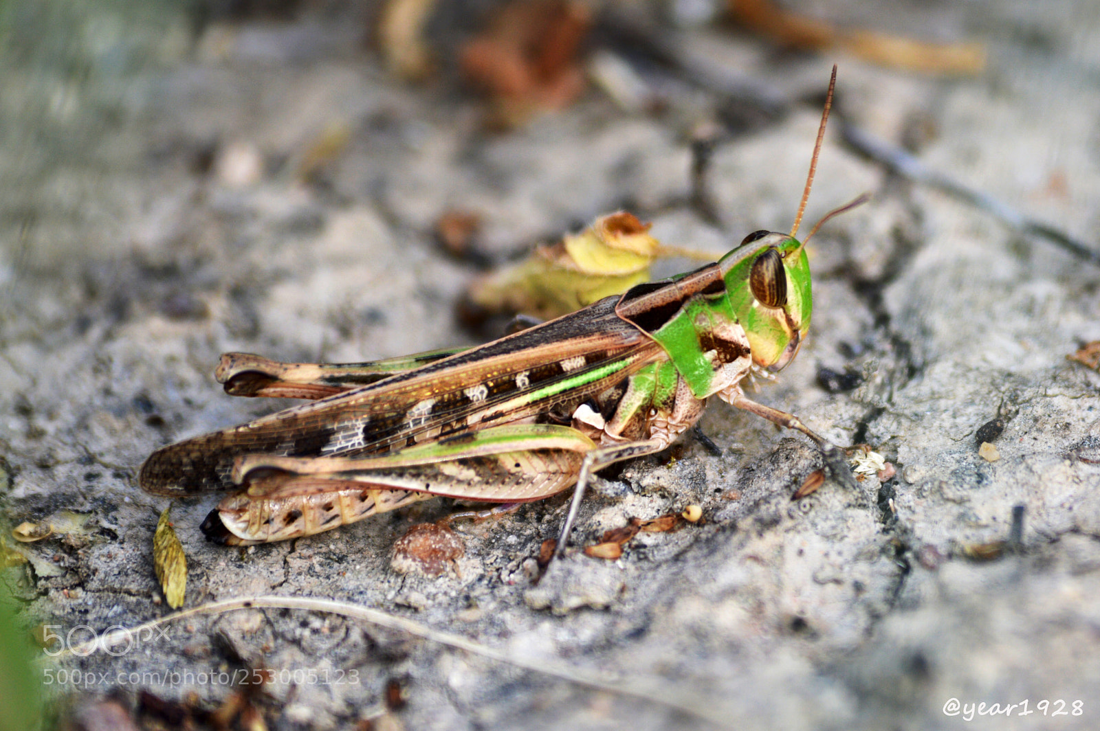 Nikon D3200 sample photo. Photography fotografia macro nikonbrasil photography