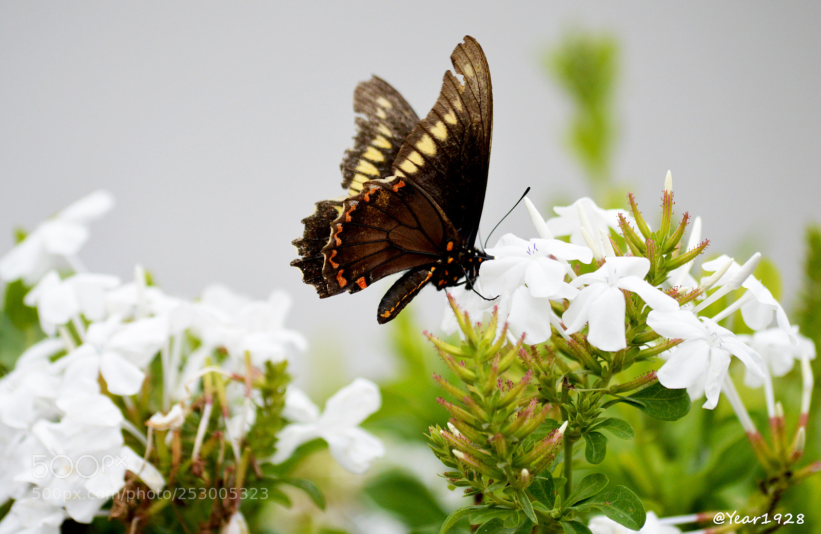 Nikon D3200 sample photo. Natureza borboleta butterfly flores photography
