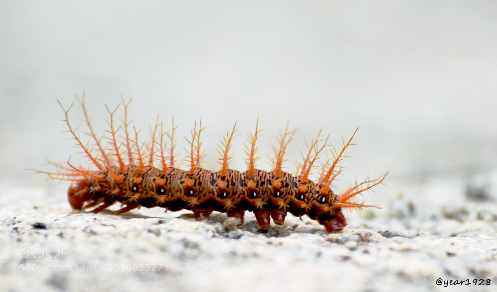 Nikon D3200 sample photo. Lonomia taturana lagartadefogo fauna photography