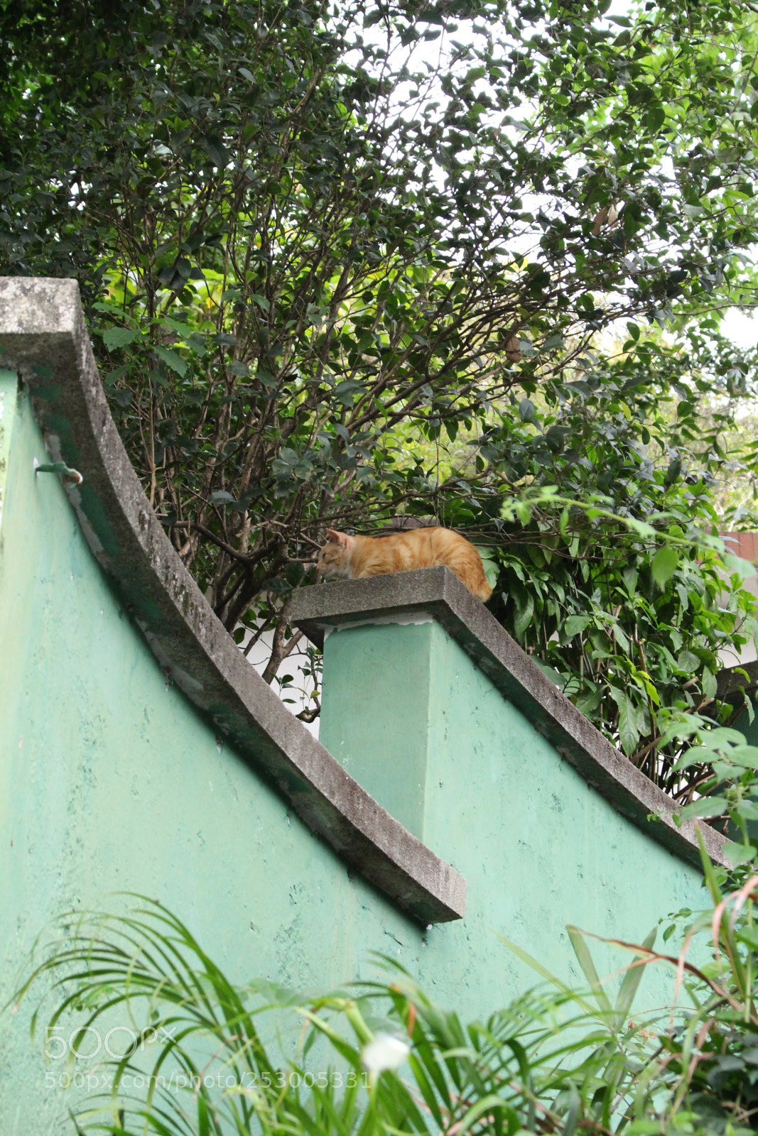Canon EOS 100D (EOS Rebel SL1 / EOS Kiss X7) sample photo. 猫 photography