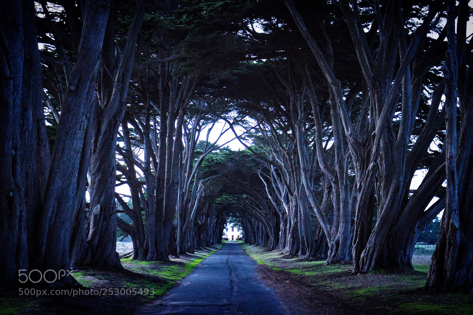 Canon EOS 600D (Rebel EOS T3i / EOS Kiss X5) sample photo. Cyprus tree tunnel pt photography