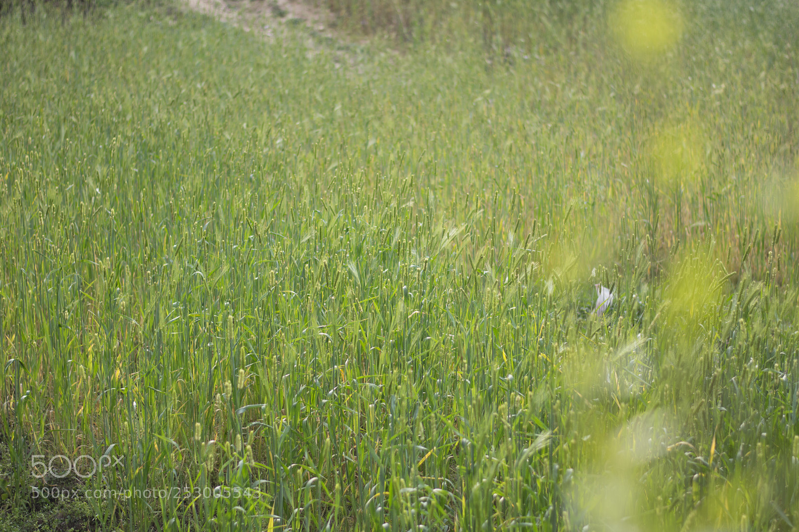 Nikon D3400 sample photo. Crops photography