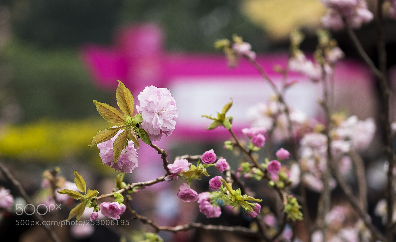 Fujifilm X-T10 sample photo. Sakura photography