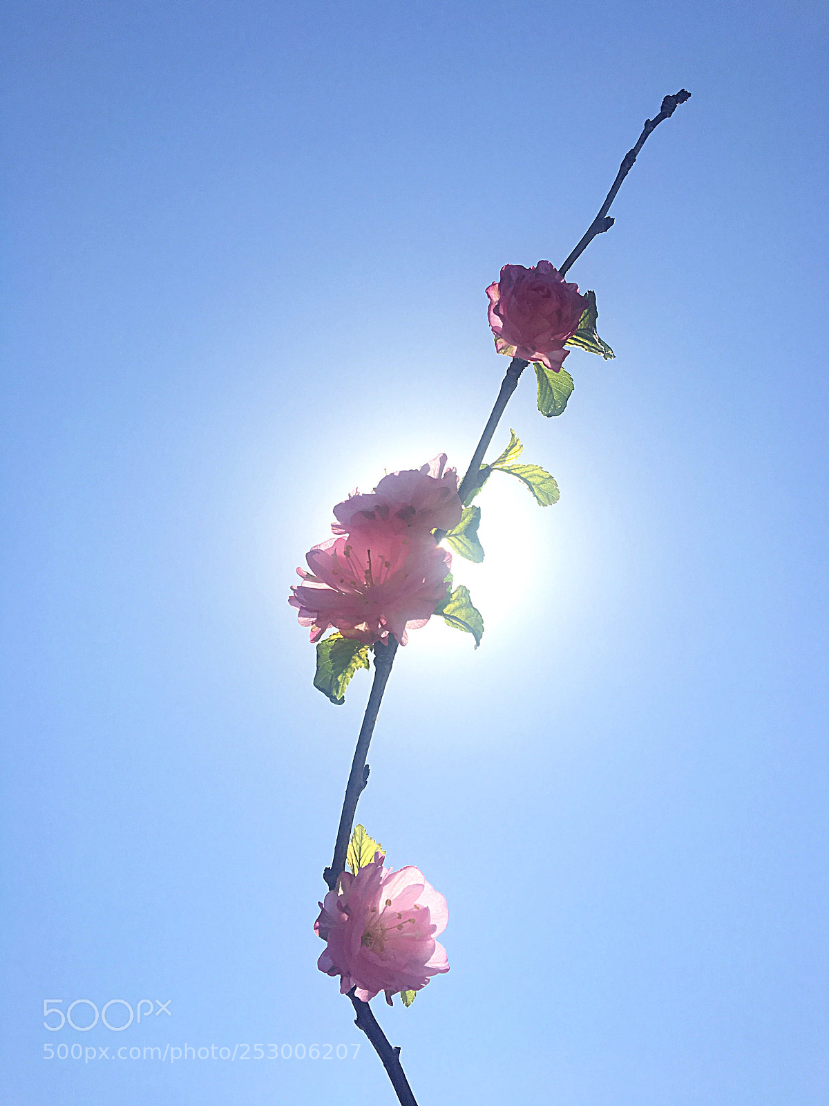 Apple iPhone 6s sample photo. 最美四月天 photography