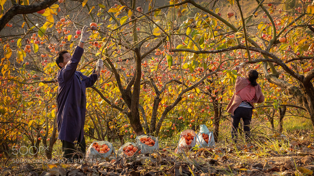 Nikon D610 sample photo. Untitled photography