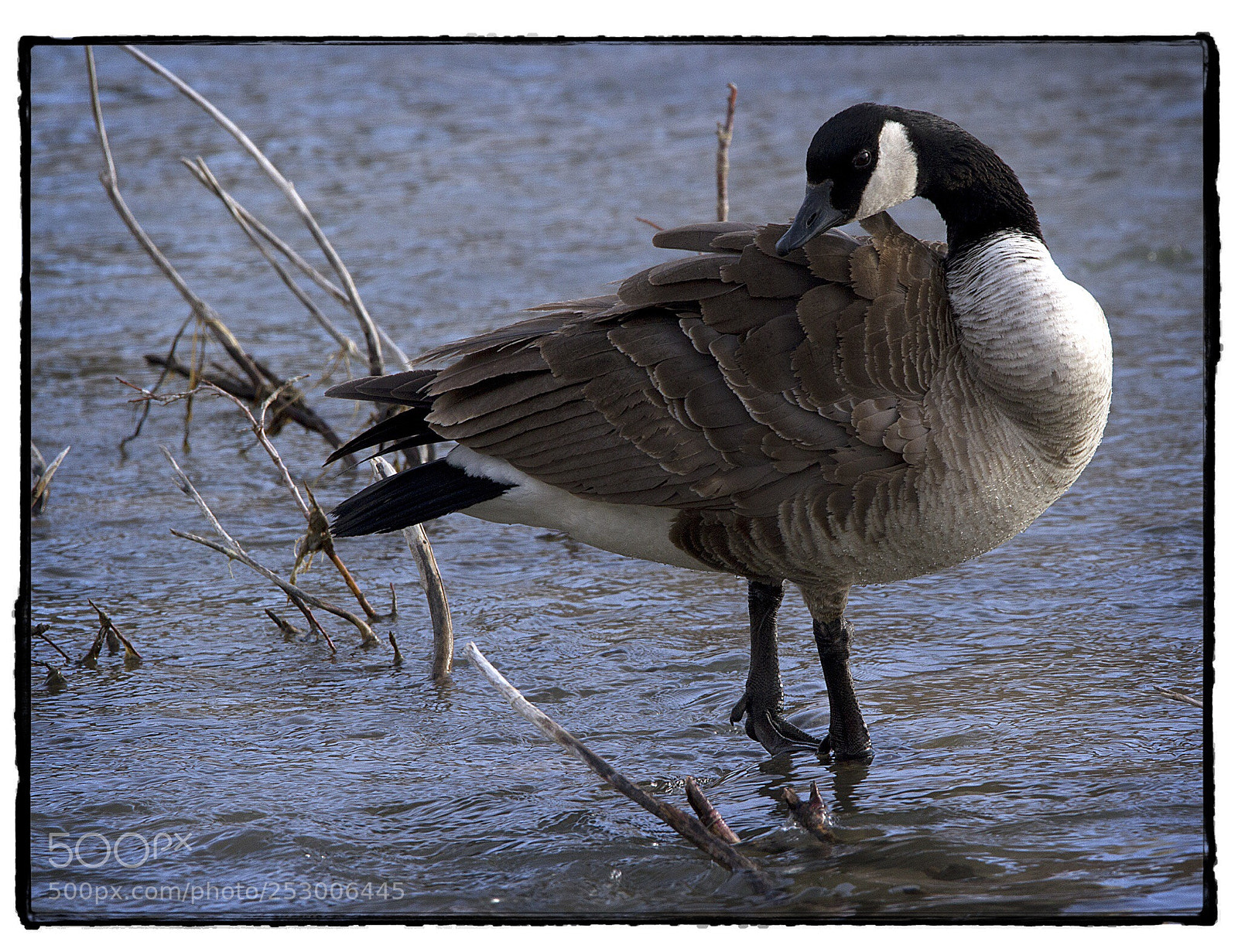 Canon EOS 7D sample photo. Canada goose by the photography
